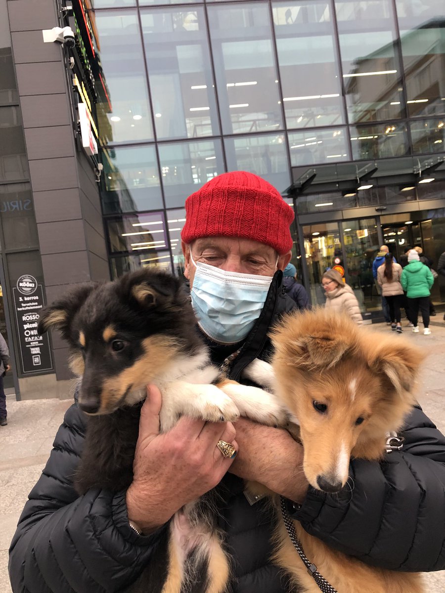 HussoJarmo's tweet photo. Pentukuiskaajan tuplatreffit Manun ja Nemon kanssa. Perjantainen söpöysvaroitus! #sheltti #rotuaari #oulu247 #lässytys #rapsutus #lurts #smack https://t.co/H7r9rmtN0w