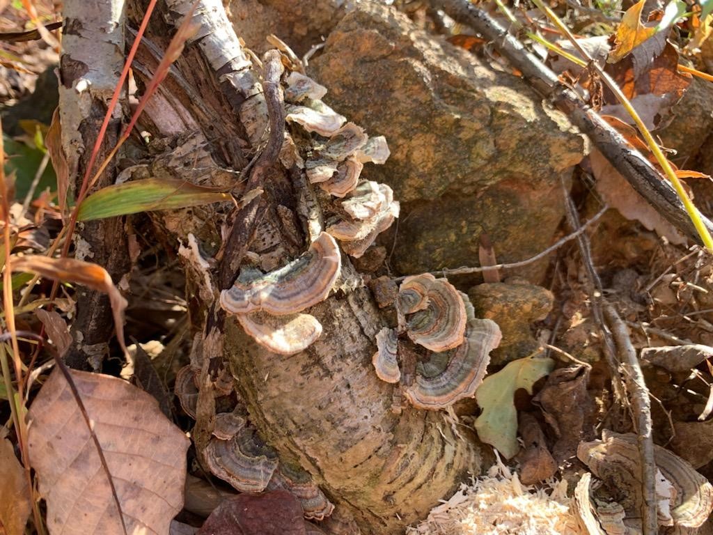 UVA Med Tox (@toxuva) on Twitter photo Busy week for our fellows! A hike with plant and mushroom identification and wilderness survival skills and advanced hazmat life support provider and instructor courses with <a href="/AHLS1/">Advanced Hazmat Life Support</a> ! Busy week for our fellows! A hike with plant and mushroom identification and wilderness survival skills and advanced hazmat life support provider and instructor courses with <a href="/AHLS1/">Advanced Hazmat Life Support</a> !