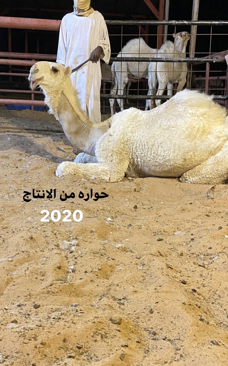 عاشق الوضحا