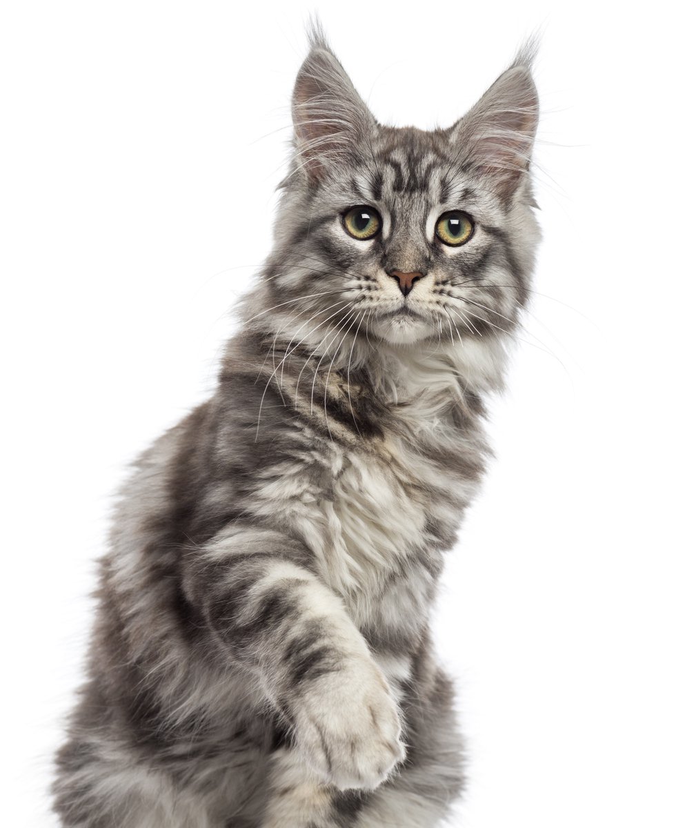 #Agent Thoth's #Personal Log: Day 1214
The #cutest #alien #invasion ever!
https://t.co/bhAGHiZGpA
#free
#comedy
#sciencefiction
#caturday
#blog
#series
#scifi
#humor
#cats
#funny
#storytime
#serial
#storytelling https://t.co/KxidmZjT9R