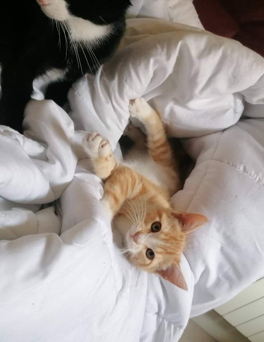 La pequeña Nala Adoptadaaa🥳,queremos agradecer  a su casa de acogida una pareja maravillosa q fue quien la rescato y la tuvo hasta encontrar un hogar.Juntos se puede