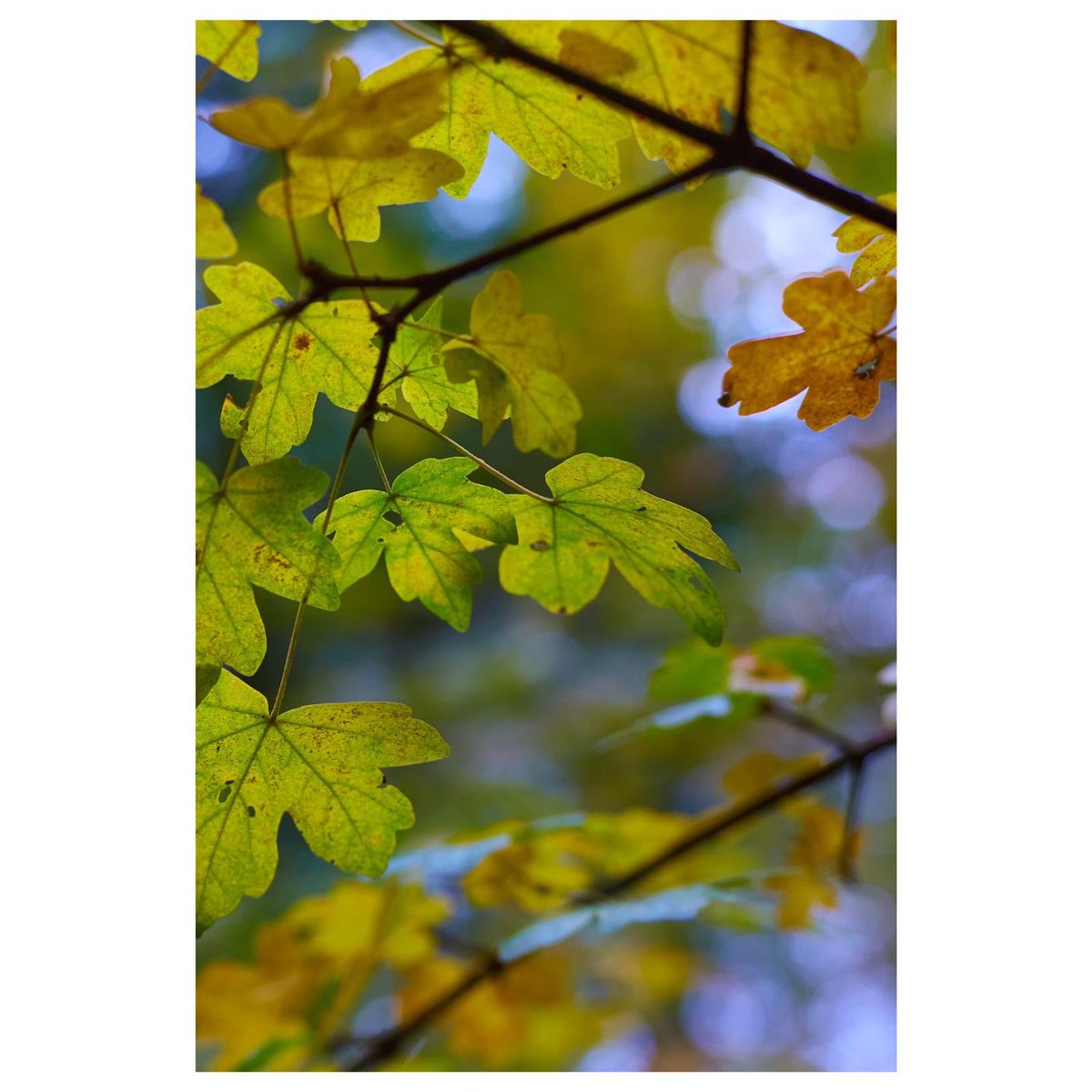 Our beautiful glass cloche and natural wooden base to beautifully display your candle at home or our copper lids. Both are a great gift or add-on to keep your candles dust free and smelling their absolute best! rebeccatracey.co.uk #gifts #Christmas2020
