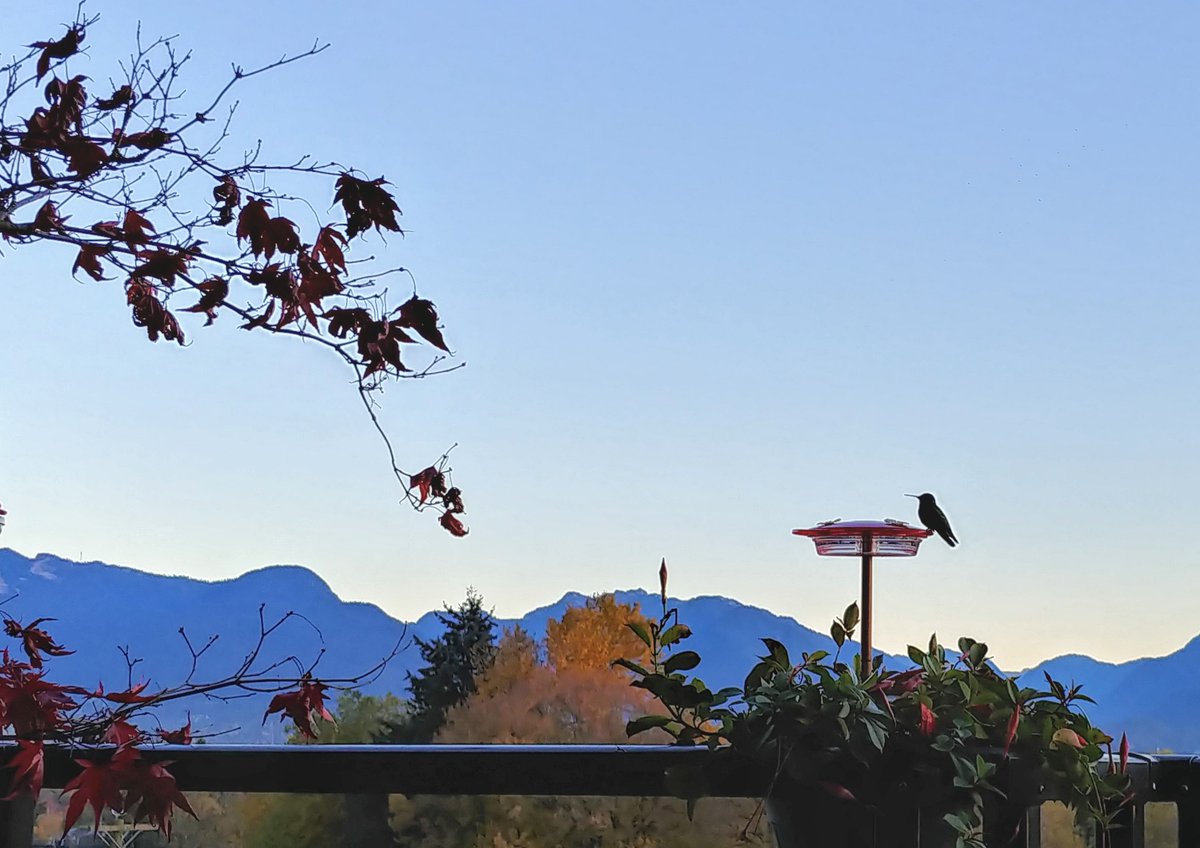 howyougo's tweet photo. Good morning Friday! 

#friday #goodmorning #sunrise #FridayVibes #hummingbird #November #StormHour #aftertherains #blueskies #bcstorm #ohsopretty #Vancouver #shareyourweather #colourfulfall #Japanesetrees https://t.co/tYwezuD8TR
