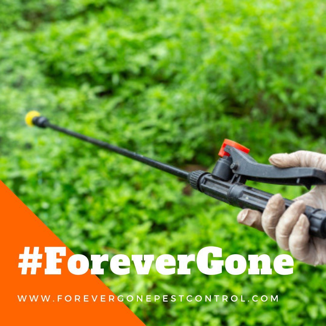 ForeverGonePC's tweet photo. Need your lawn sprayed by an exterminator???
Call us today! (954) 972-2318
#pestcontrol #exterminator #exteriorspray #interiorspray #gotbugs #pestfree #southflorida #soflo #palmbeachcounty #browardcounty #service #familyownedbusiness https://t.co/QjVwFyRlgx