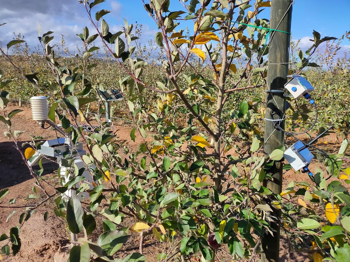 ARAG_ASAJA's tweet photo. #Proyectos | Humecfol
Ya tenemos los sensores de humectación para probar en el campo el control #manchanegra #peral @PerasDeRincon
#SIAR #AragAsaja #EncoreLab @lariojaorg @mapagob https://t.co/xX3KA3F5hX