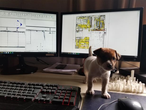 lab_aec's tweet photo. Happy Friday Everyone! This Friday's AEC Resource &amp; AEC LAB' pet of the week is Tomás Cardeilhac Pellegrini's dog, Nina!

#lifeasadog
#DogsofBIM
#tgifriday https://t.co/cMwiK1pJAd