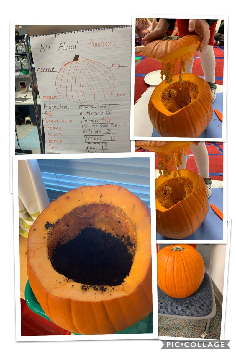 FionaSetna's tweet photo. Pumpkin time in Kindergarten. #wcerangers #wce #wcekinderteachersetna https://t.co/l8mK9wZtyO