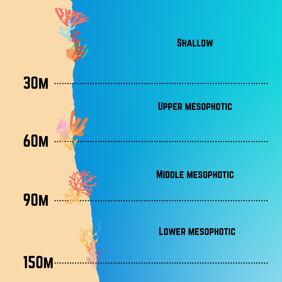 1. #TropiCon20 Mesophotic coral ecosystems (MCEs) are found at 30-150m depths & represent ~80% of possible  #coralreef habitats worldwideTechnological advances mean threatened MCEs are increasingly studied, but remaining knowledge gaps limit inclusion in policy & management