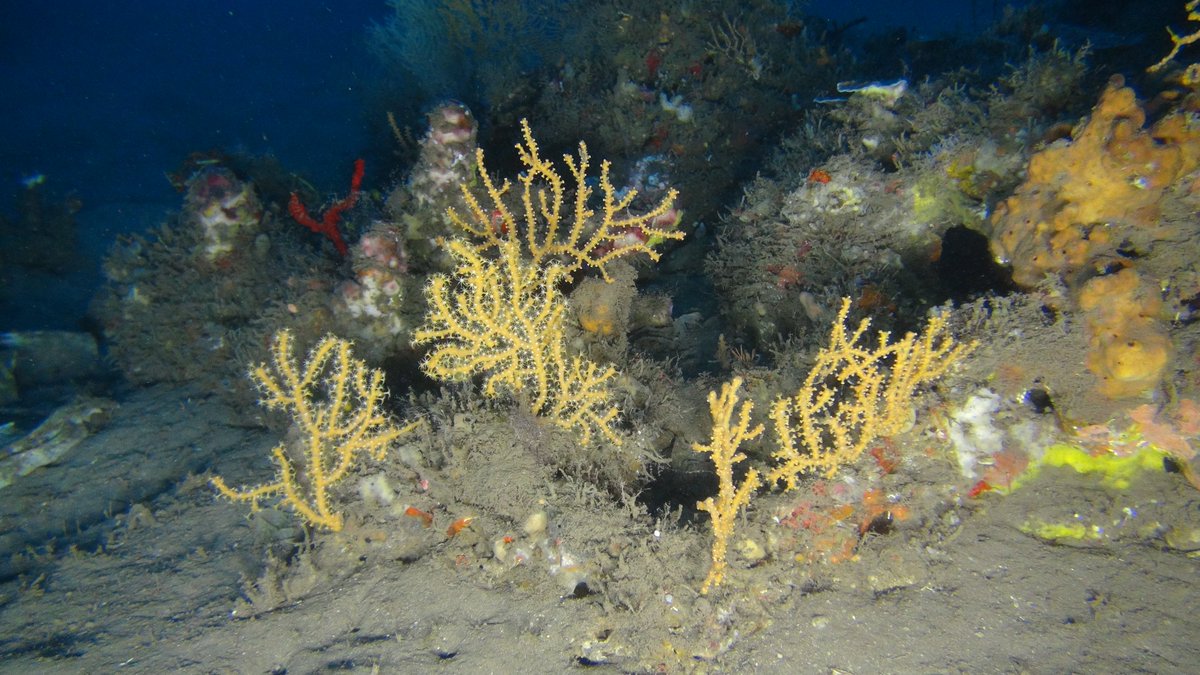 1. #TropiCon20 Mesophotic coral ecosystems (MCEs) are found at 30-150m depths & represent ~80% of possible  #coralreef habitats worldwideTechnological advances mean threatened MCEs are increasingly studied, but remaining knowledge gaps limit inclusion in policy & management