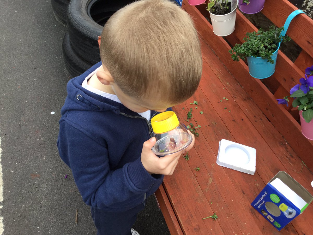 AirthNursery's tweet photo. This young man was investigating what was inside the dead pansies. “Look they’re eggs, white ones and brown ones”. We got the magnifiers to see them better and talked about how these seeds would grown into pansies again. #curiouslearner @airthprimary #lifecycles #elcstem https://t.co/V3cjy2AO6m