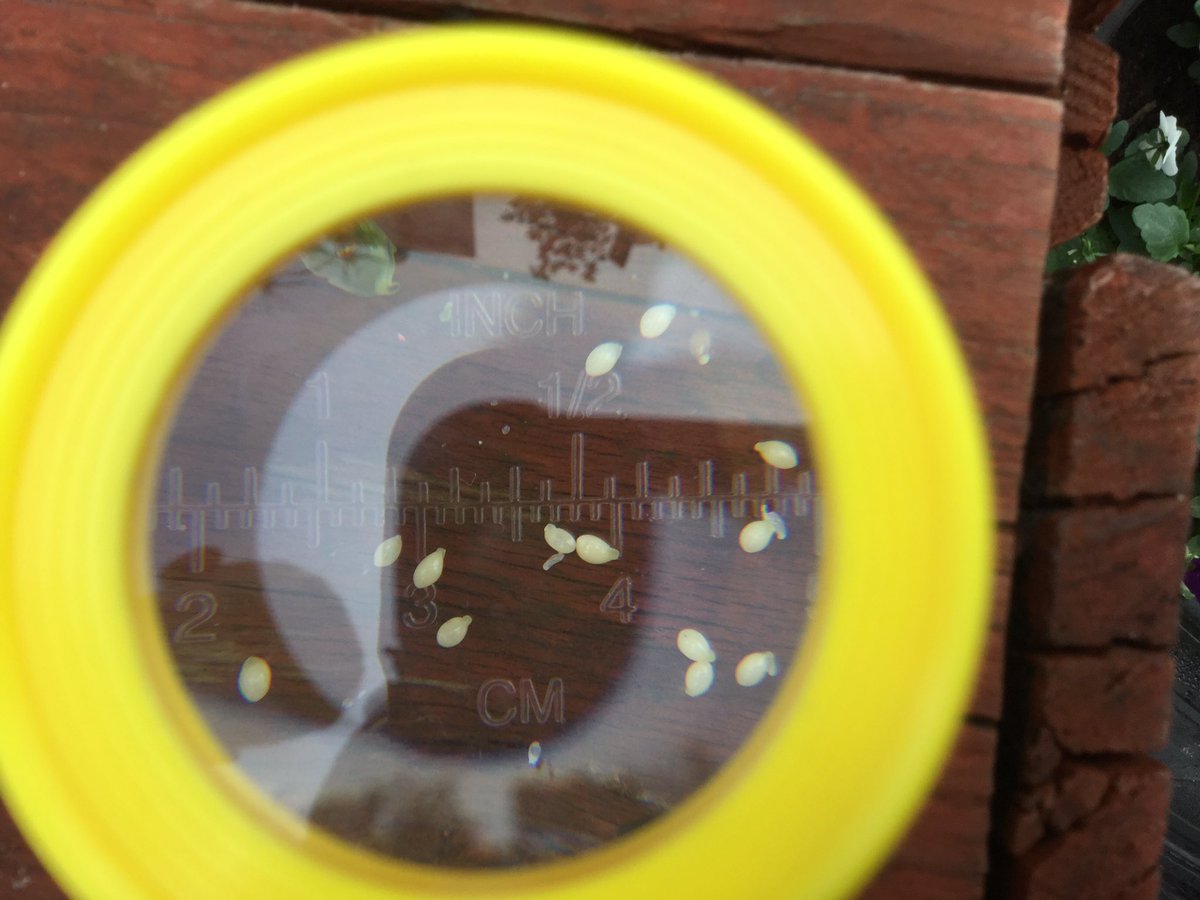 AirthNursery's tweet photo. This young man was investigating what was inside the dead pansies. “Look they’re eggs, white ones and brown ones”. We got the magnifiers to see them better and talked about how these seeds would grown into pansies again. #curiouslearner @airthprimary #lifecycles #elcstem https://t.co/V3cjy2AO6m