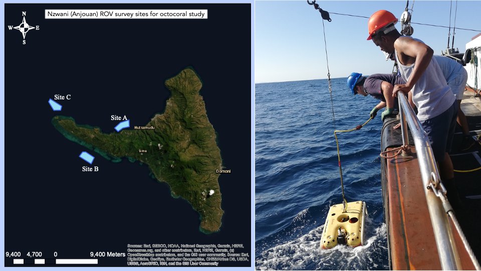 2. #TropiCon20 The  @WILDOCEANSSA  @CommunityCEPF expedition to Comoros surveyed unknown mesophotic reefs with Remotely Operated Vehicles (ROV) to document benthic biodiversity & inform management strategies. 36 ROV dives recorded 50hrs of footage, across 3 islands at 40-200m depths