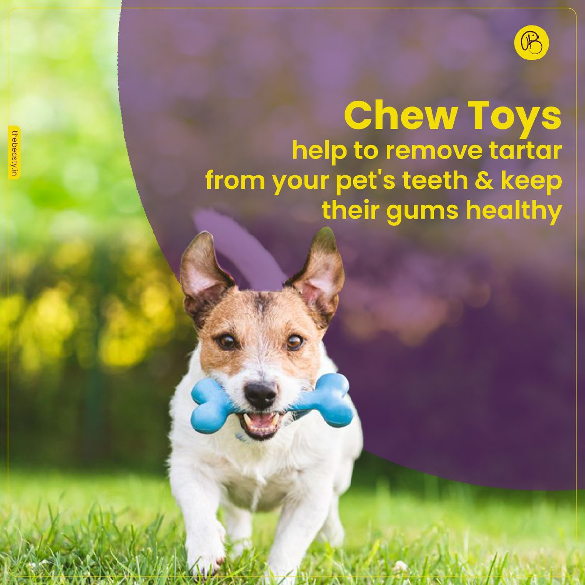 thebeastypune's tweet photo. Chew Toys help to remove tartar from your pet's teeth &amp; keep their gums healthy. 
Order now with https://t.co/pw7SF6UhLO 
.
#thebeasty #petessentials  #petproducts #dogsofinstagram #dogsofpune #punedogs #love #fun #leisure #companion #petfood #pune #petcare #punepets #punekars https://t.co/HarxeRt9bv