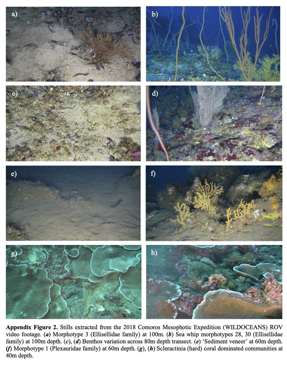 4. #TropiCon20 Our preliminary  #octocoral results suggest the lower  #mesophotic zone harbours depth specialists & distinct assemblages, according to PCO & PERMANOVA analysis.Though anthropogenic impacts on MCEs are poorly understood, litter was recorded in ~50% transects 