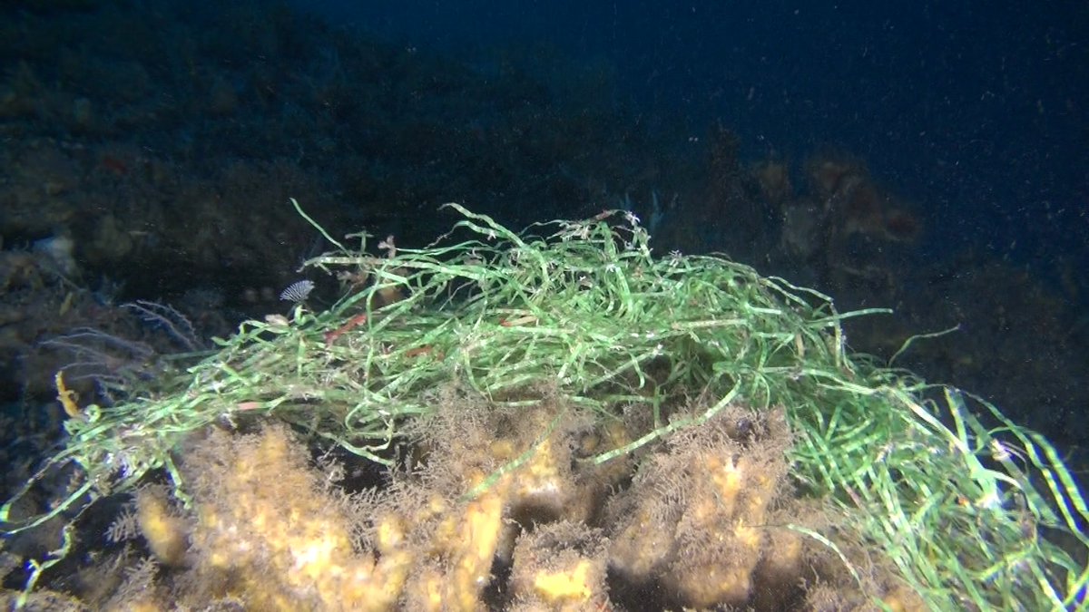 4. #TropiCon20 Our preliminary  #octocoral results suggest the lower  #mesophotic zone harbours depth specialists & distinct assemblages, according to PCO & PERMANOVA analysis.Though anthropogenic impacts on MCEs are poorly understood, litter was recorded in ~50% transects 