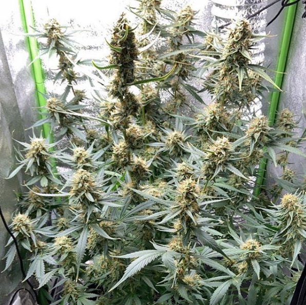 GrowersChoiceUS's tweet photo. Pineapple Auto (grower wishes to remain anonymous) #cannabisculture #CannabisMedicinal #CannabisNews https://t.co/Hg011gcUHQ