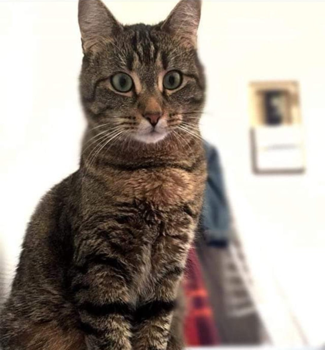 Jalanjrd's tweet photo. ⚠️ Spyke le chat de ma meilleure amie a disparu depuis 2 jours ⚠️

🔺Rouen, aux alentours de la rue des bons enfants.

Il est très sociable et il aime la nourriture. Si vous le voyez, gardez le et contactez moi svp.

RT RT RT RT please ♥️ https://t.co/RvjYqWNtW2