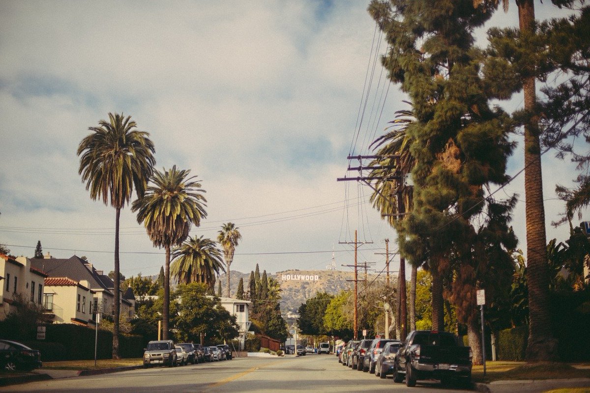 hollywood, sign, palm trees