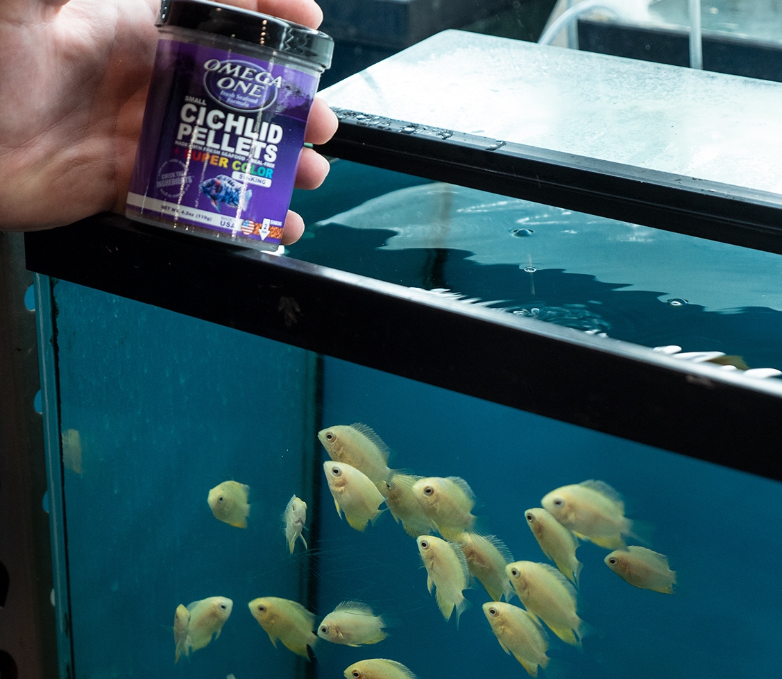 OmegaSeaLLC's tweet image. Omega One® Cichlid Pellets are made with Alaskan salmon and whole seafood. A great daily diet for your Cichlids, these pellets are formulated for low waste, and contain Omega 3 &amp;amp; 6 for strong immune systems!