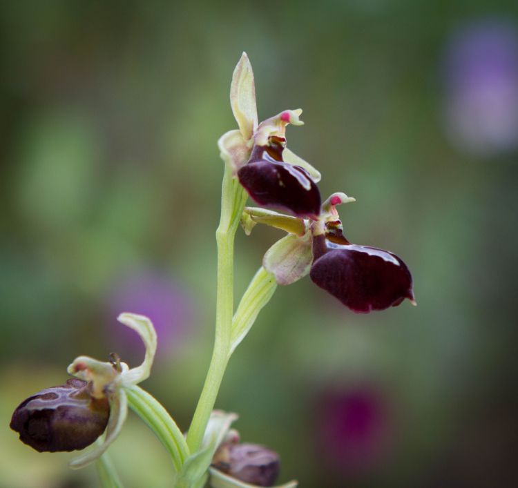 Ətrin gəlir Xarı bülbül, dur ayağa nazlı gül!

#KarabakhisAzerbaijan