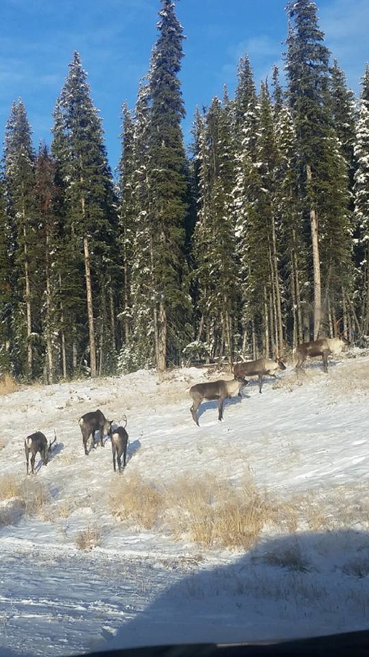 511Alberta's tweet photo. The fall caribou migration is well underway! Be prepared for caribou on or near Hwy40, especially between the Big Berland &amp; Muskeg Rivers, north of Hinton. Drive with caution through the area. #ABRoads https://t.co/YuHUTIvMJA