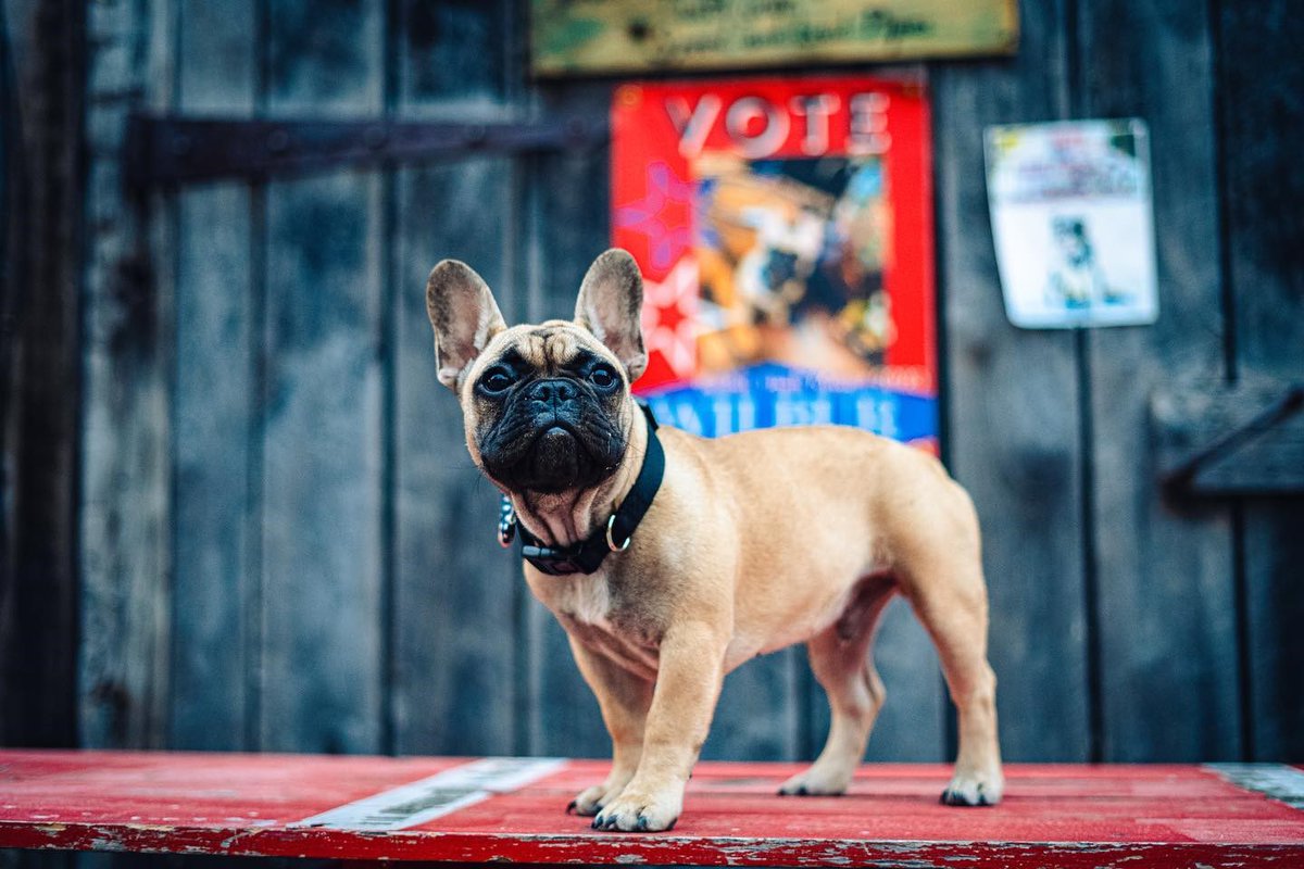 InvisibleByFF's tweet photo. The results are in! The Kentucky hamlet of Rabbit Hash has a new mayor - Wilbur, a 6-month old French bulldog. I think we can all agree that this town is in good hands! #Wilbur #Kentucky #RabbitHash #FrenchBulldog #Pets #InvisibleFencebyForeverFence #NJFence #NJPets #PetSafety https://t.co/yc4luZcvPH