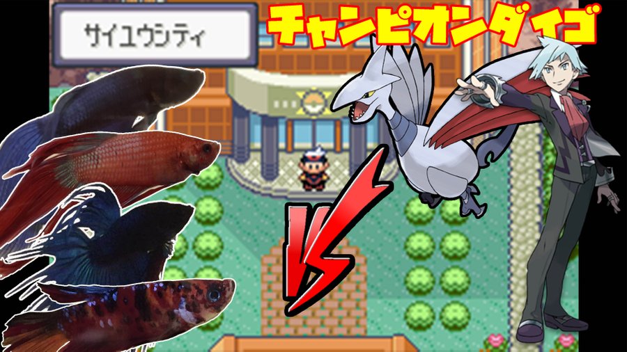 ポケモン サファイア を 魚 が操作する実況配信 ついに殿堂入り果たす 3100時間の旅路のすえ むてきまるチャンネル が迎えた結末とは Automaton