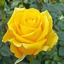 New Thread ~  #VivianDsena × Rose