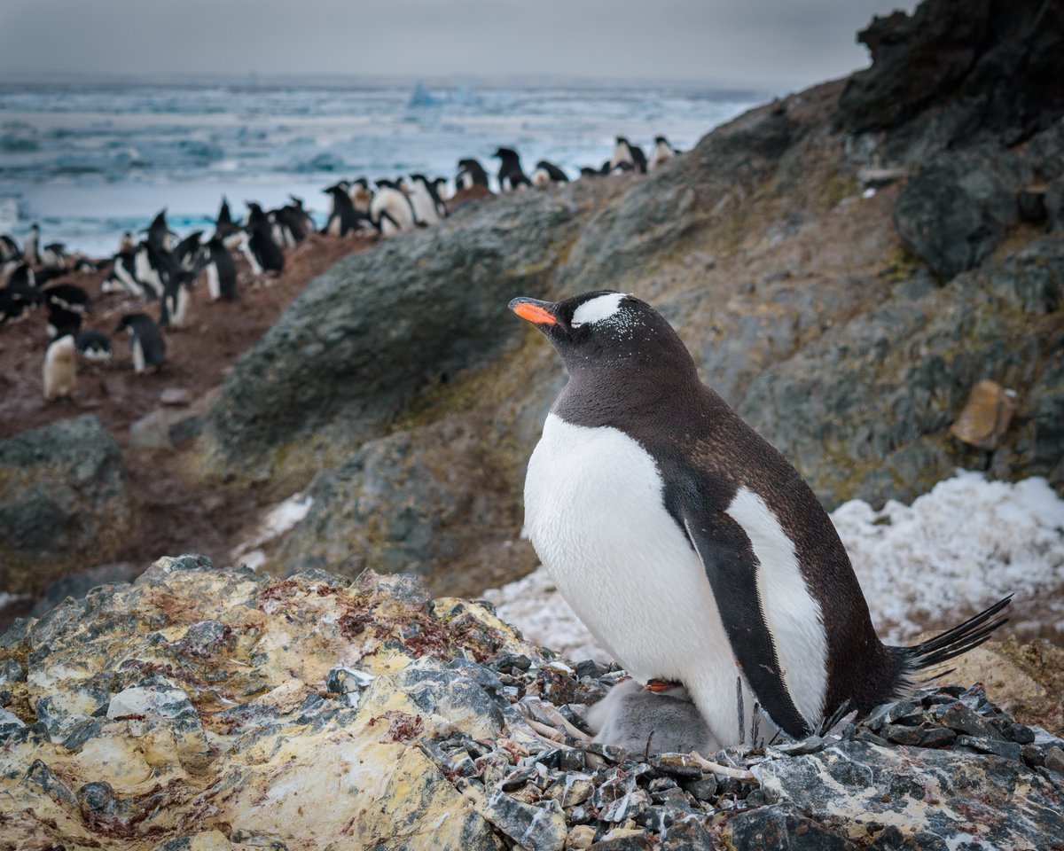 As we edge ever more towards winter, why not sign up to become part of our growing network of volunteers who help us analyse hundreds of photos of PENGUINS! Led by our very own Dr Tom Hart, more information can be found at  http://www.penguinwatch.org&nbsp;.  @penguin_watch 2/