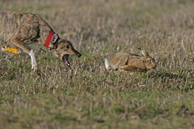 FarmWatcherUK's tweet photo. Hare coursers try - and fail - to outrun a police helicopter #Turves #Somerset
Five suspected illegal hare coursers attempted to outrun a police helicopter after officers were called to pursue their car
https://t.co/DiLlWM05L8 #ruralcrime https://t.co/HcpqdMRPHZ