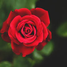 New Thread ~  #VivianDsena × Rose