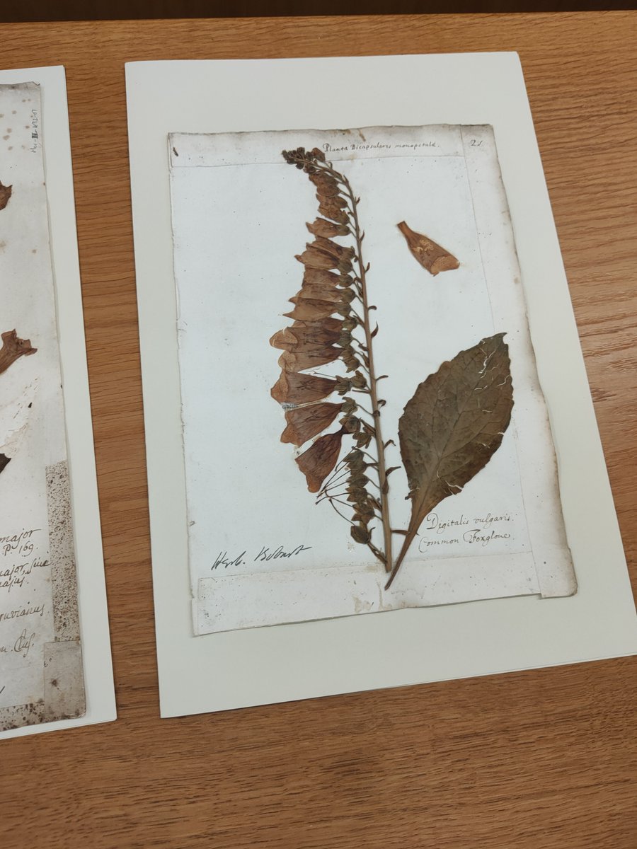 We may be biased, but we think  @OxfordHerbaria is THE most fascinating resources at  @UniofOxford. It holds 400 years of plant collections – some specimens were collected by Darwin! Photos by @AymTellsStores, who says their hour in the Herbaria was one of the best of their life 4/