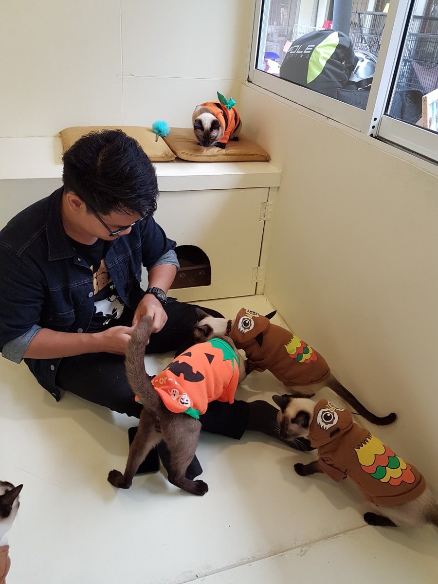 cseveryd4y's tweet photo. มีขนมแมวกับปลาแห้งไว้ให้เหล่าเจ้านายหน้าดำได้เอร็ดอร่อย ช่วงที่ถือขนม เราจะฮอตเป็นพิเศษเพราะน้อนมารุมล้อมกันเต็มไปหมด แต่พอขนมหมด แมวก็จากไปนอนจิกตาใส่ (ตามนิสัยวิเชียรมาศน่ะนะ 55555) นี่คิดว่าช่วงคริสต์มาสน้อนคงมีชุดน่ารักๆ อีกแน่ๆ #คาเฟ่กรุงเทพ #รีวิวคาเฟ่ #อร่อยบอกต่อ https://t.co/A7IdEi1zIf