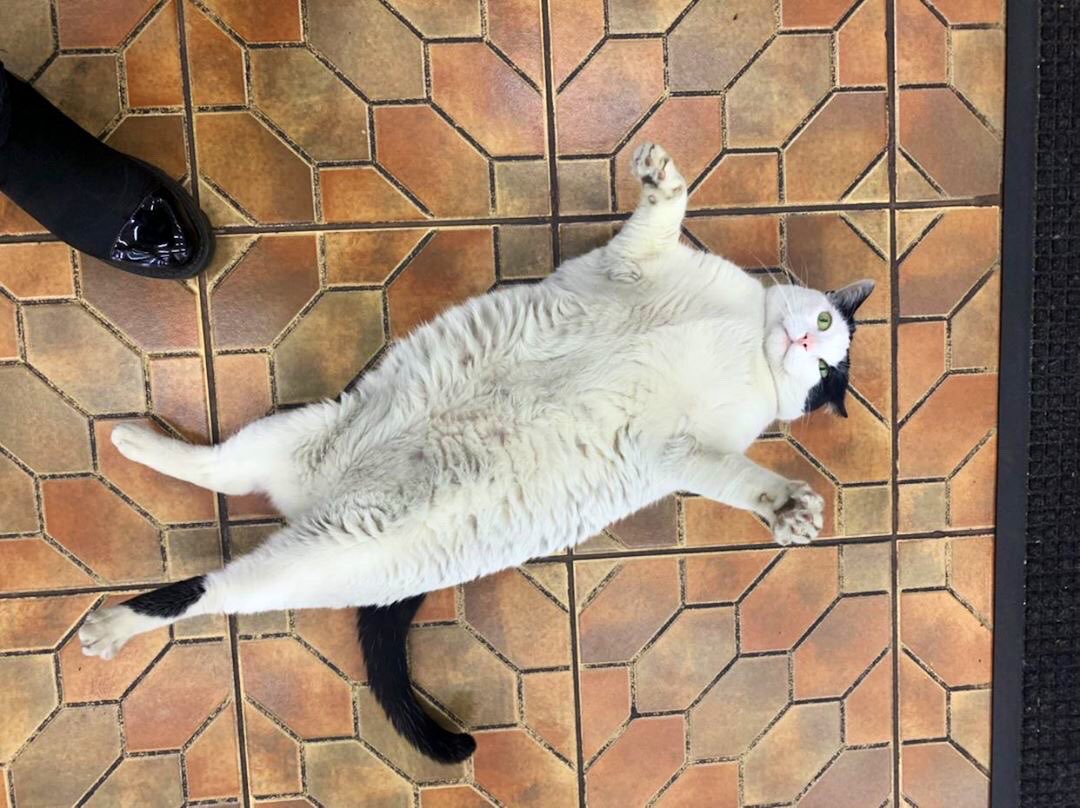 Bodegacats_'s tweet photo. https://t.co/jv9HjPa5we