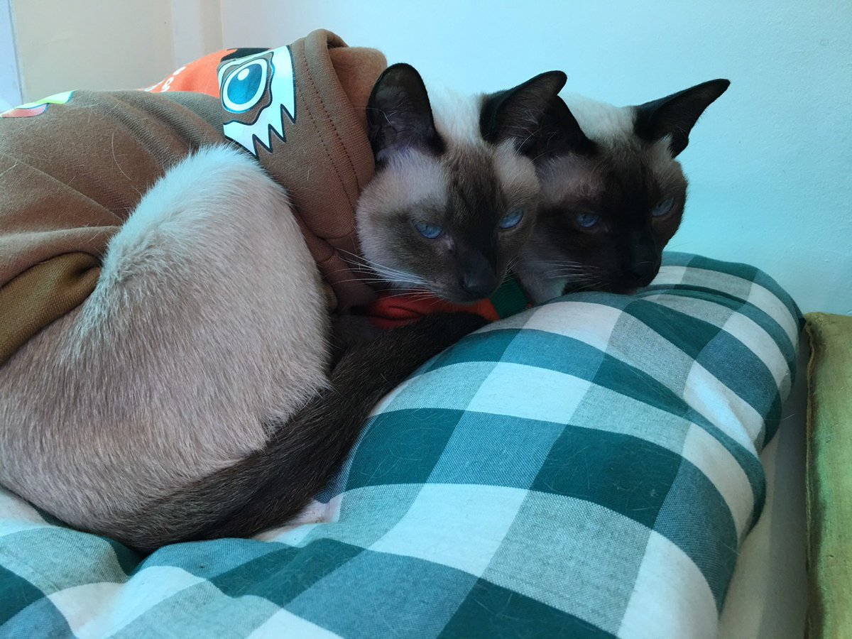 cseveryd4y's tweet photo. อ้าว ลืมบอกชื่อร้าน คาเฟ่แมววิเชียรมาศชื่อ Chico อยู่สุขุมวิท 53 (เข้าซอยเรณูสุดซอยเลย) ค่าเล่นกับน้อนๆ อยู่ที่ครึ่งชั่วโมง 50 บาทจ้า แต่ละตัวขนนุ่มนิ่ม ลื่นมือ น่ารักและหน้าเฟียซด้วย😅😆 สำหรับใครที่ชอบแมวหน้าดำอย่างเราน่าจะถูกใจเลยล่ะ #รีวิวคาเฟ่ #อร่อยบอกต่อ https://t.co/qeT45MBC7a