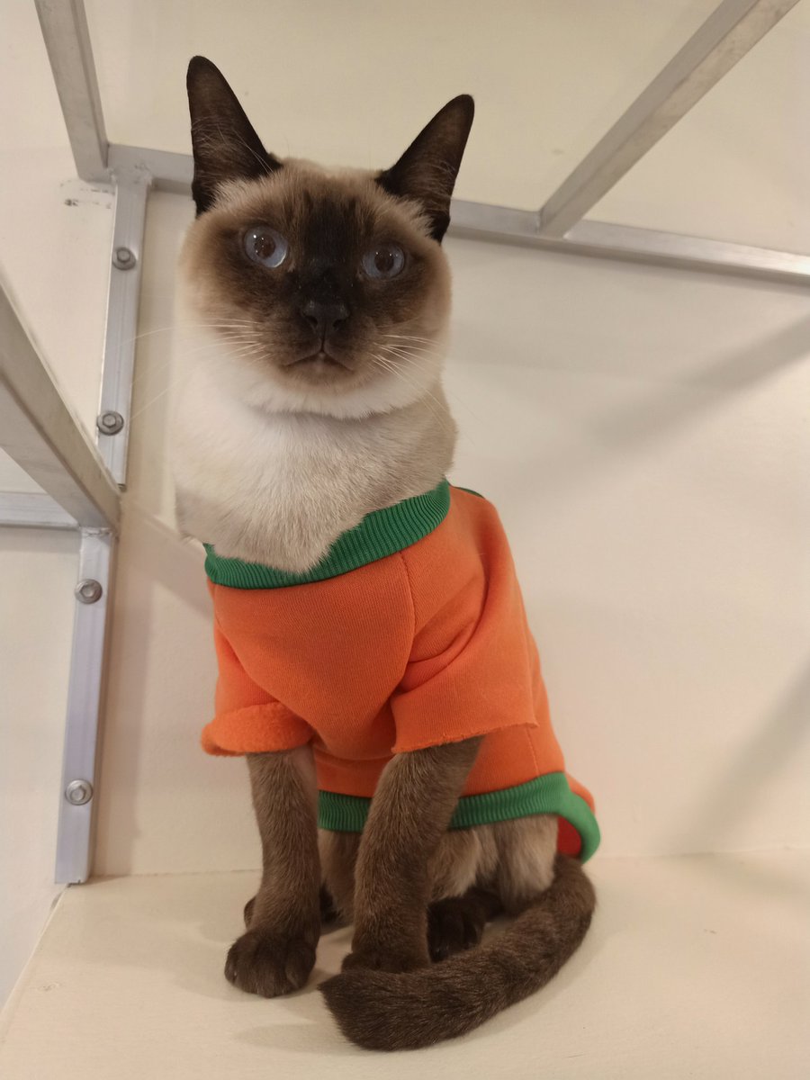 cseveryd4y's tweet photo. อ้าว ลืมบอกชื่อร้าน คาเฟ่แมววิเชียรมาศชื่อ Chico อยู่สุขุมวิท 53 (เข้าซอยเรณูสุดซอยเลย) ค่าเล่นกับน้อนๆ อยู่ที่ครึ่งชั่วโมง 50 บาทจ้า แต่ละตัวขนนุ่มนิ่ม ลื่นมือ น่ารักและหน้าเฟียซด้วย😅😆 สำหรับใครที่ชอบแมวหน้าดำอย่างเราน่าจะถูกใจเลยล่ะ #รีวิวคาเฟ่ #อร่อยบอกต่อ https://t.co/qeT45MBC7a