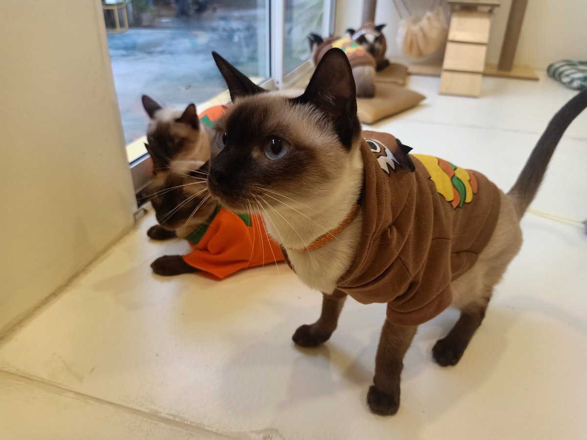 cseveryd4y's tweet photo. อ้าว ลืมบอกชื่อร้าน คาเฟ่แมววิเชียรมาศชื่อ Chico อยู่สุขุมวิท 53 (เข้าซอยเรณูสุดซอยเลย) ค่าเล่นกับน้อนๆ อยู่ที่ครึ่งชั่วโมง 50 บาทจ้า แต่ละตัวขนนุ่มนิ่ม ลื่นมือ น่ารักและหน้าเฟียซด้วย😅😆 สำหรับใครที่ชอบแมวหน้าดำอย่างเราน่าจะถูกใจเลยล่ะ #รีวิวคาเฟ่ #อร่อยบอกต่อ https://t.co/qeT45MBC7a
