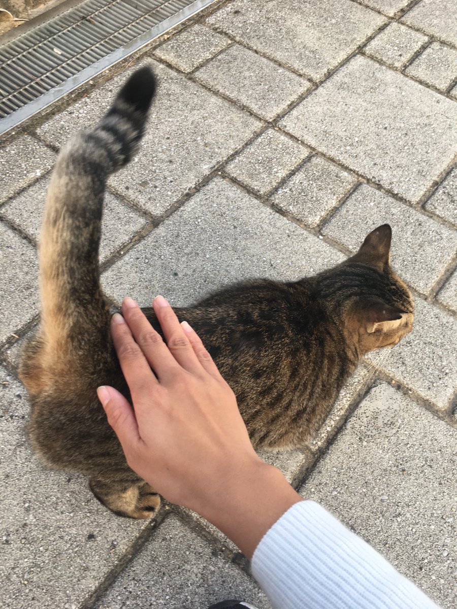 hampkichi's tweet photo. なでなでを強要してくる
#本日の白子にゃんこ です。

今日も1日がんばりましょう〜

#HAMPKICHI
#猫のいる幸せ 
#野良猫 https://t.co/2rI2LU6qqI
