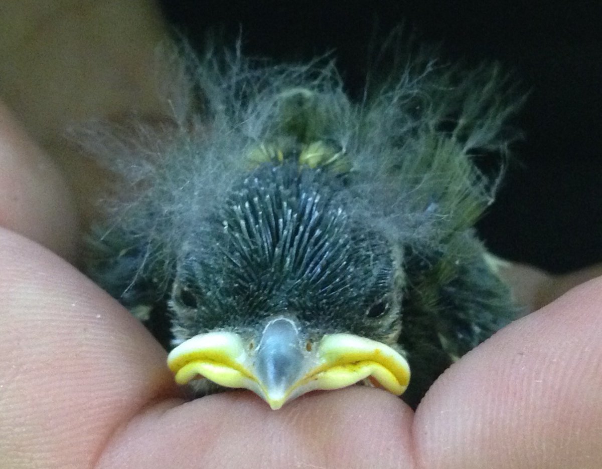 Whilst we can probably relate to looking like this first thing in the morning (thanks, daylight savings!), this Great Tit chick is part of our long-term  @WythamTits study. Did you know we’ve been monitoring populations of Great Tits and Blue Tits in  @WythamWoods since 1947? 3/