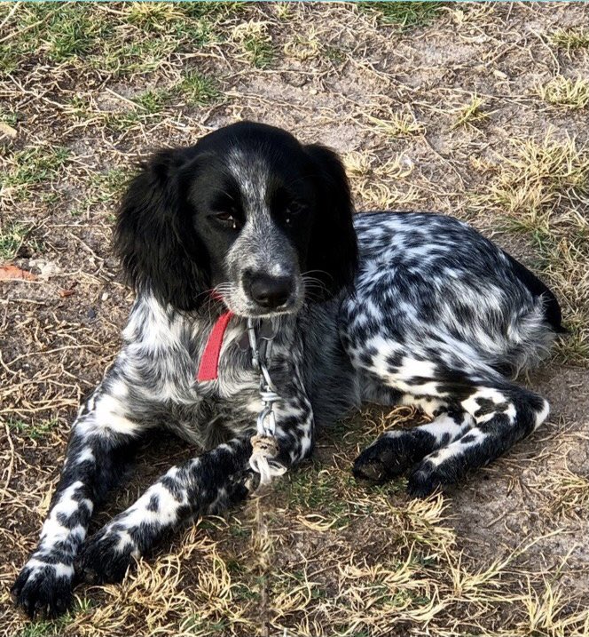 Facundo Landívar tweet media