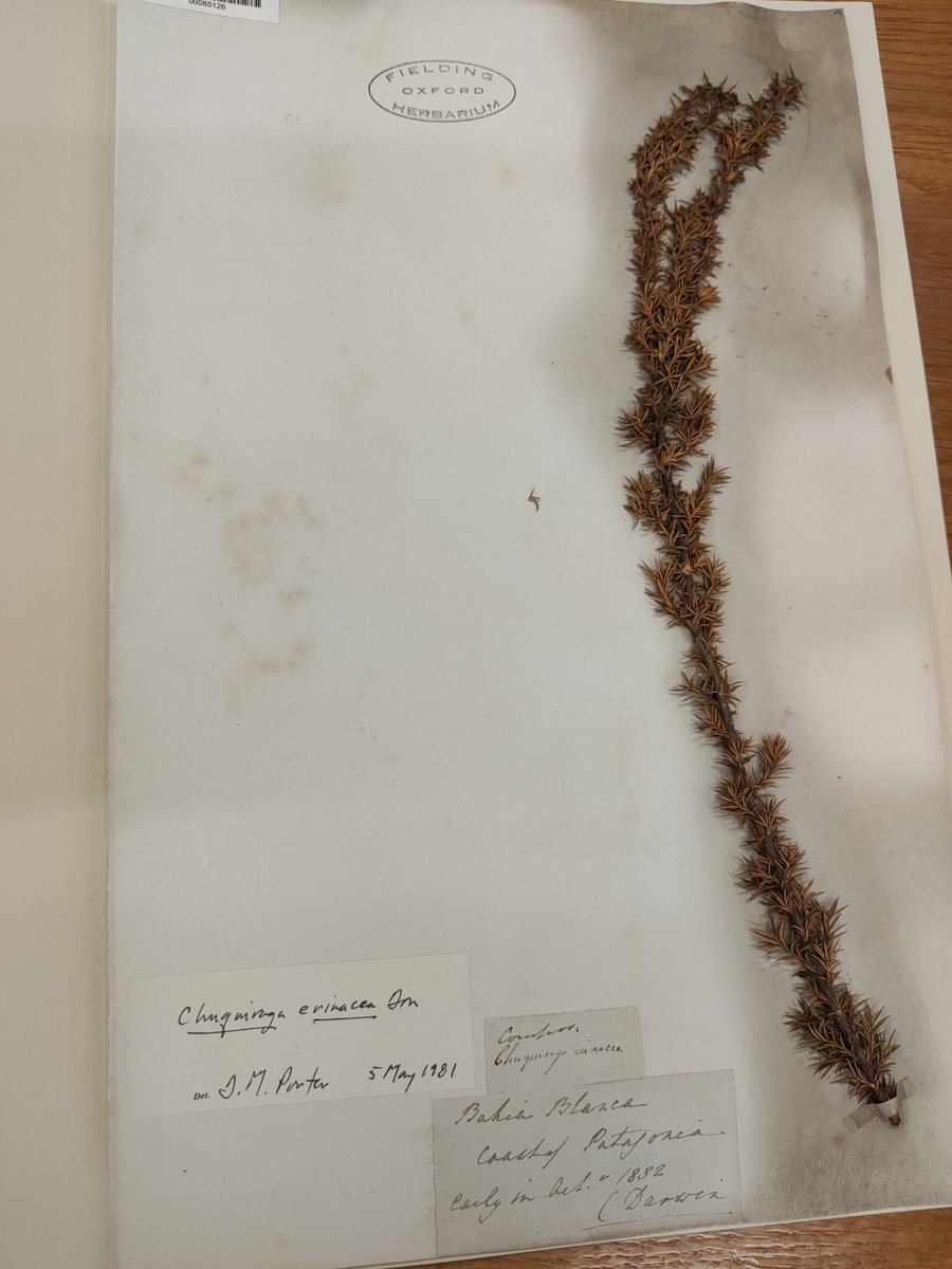 We may be biased, but we think  @OxfordHerbaria is THE most fascinating resources at  @UniofOxford. It holds 400 years of plant collections – some specimens were collected by Darwin! Photos by @AymTellsStores, who says their hour in the Herbaria was one of the best of their life 4/