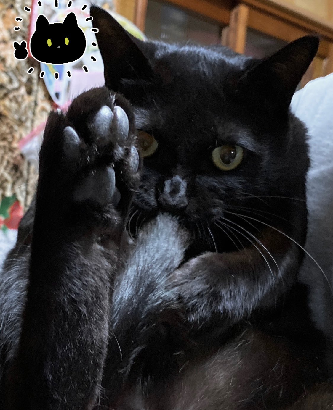 Akr 自分のしっぽチューチューしとるねこ