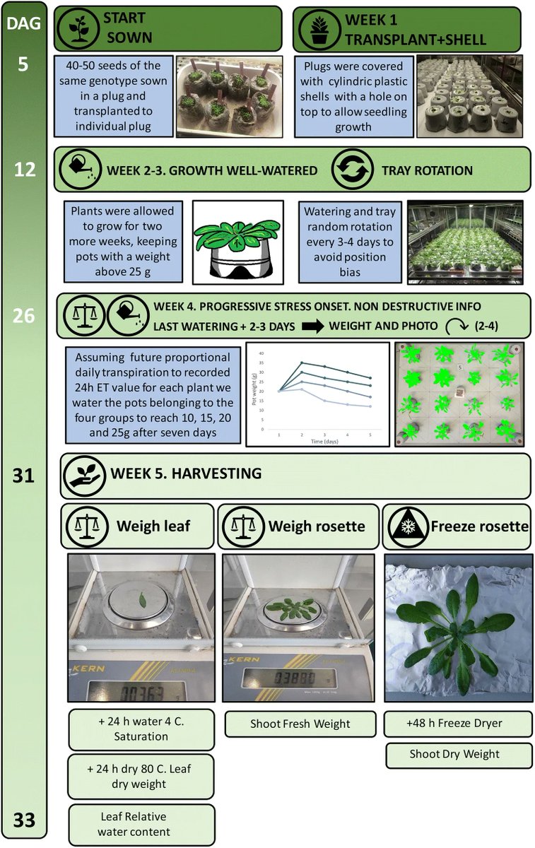 sci_plant's tweet photo. A customizable method to characterize Arabidopsis thaliana transpiration under drought conditions

https://t.co/x4U0mLUnDY
#plantsci #Planttranspiration #plantmethod ♻️ https://t.co/bmyFrs0Rjo