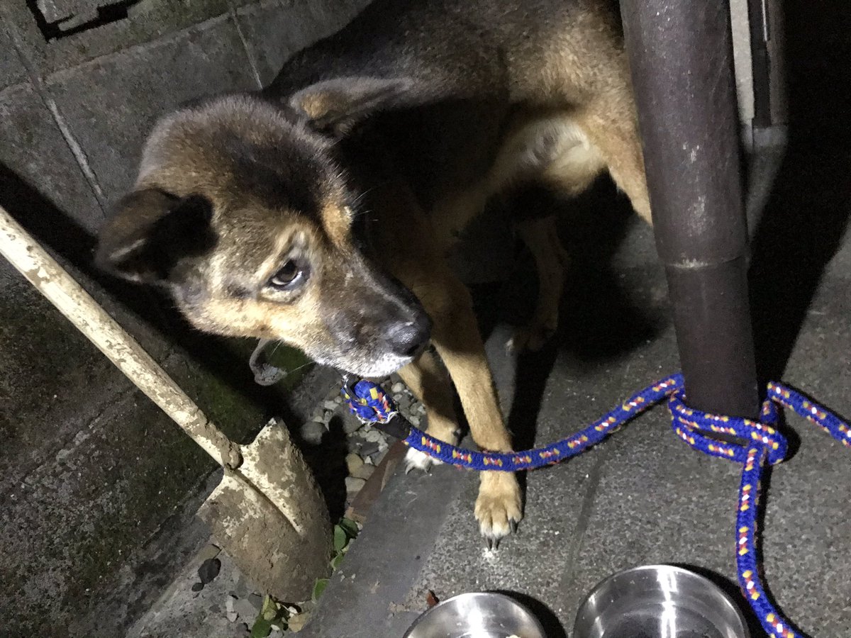 紅弦 年11月6日 金 迷い犬を保護しました 伊豆市役所へは連絡済みです 日本犬系の黒 茶まじり 大きめの中型 メス やせ形 推定18キロぐらい 首輪 革 ボロボロ 立ち耳 爪長い 伊豆市熊坂付近 迷い犬 静岡県 伊豆市 伊豆の国市