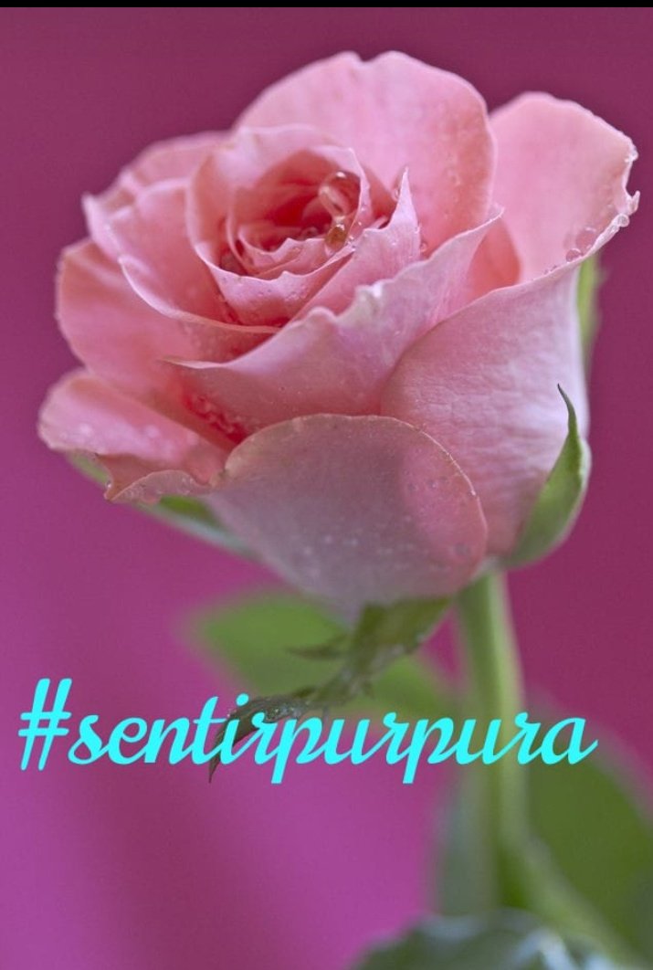 SentirPurpuraaa's tweet photo. Buenos días mundo Tw
Una nueva oportunidad para Ser feliz!
Verdad?
Que crees tú?
#animoyfe https://t.co/OiCA1O0Xf7