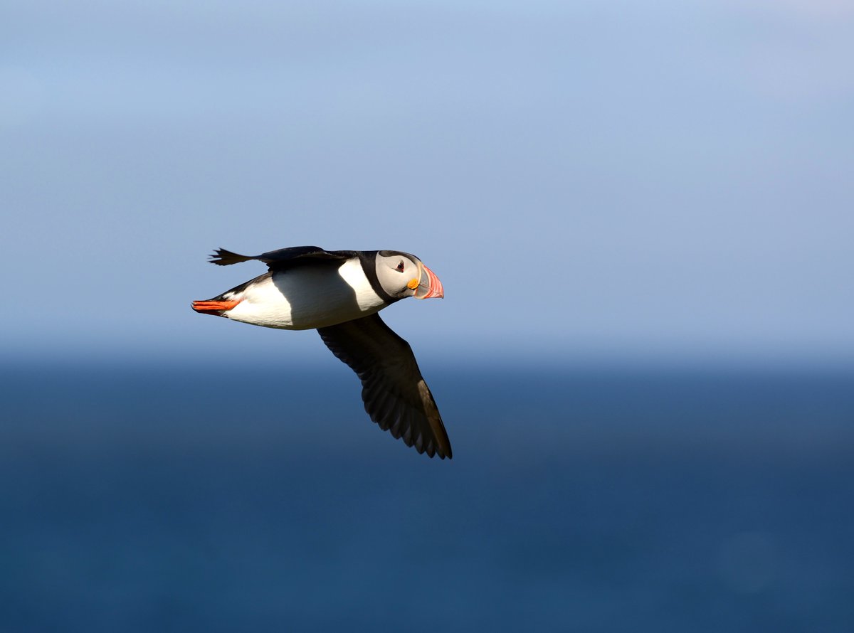 Sometimes you just gotta see some puffins. Our wonderful Dr  @AnnetteFayet brightens up our timelines with feel-good-footage: her  #OnePuffinADay post is not to be missed - go give her feed a follow! These stunning photos are by Tony Einfeldt and Tycho Anker-Nielssen 6/