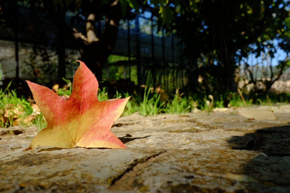 MUCBOsoller's tweet photo. “Quien ha aprendido a escuchar a los árboles ya no desea ser un árbol. No desea ser más que lo que es” HERMANN HESSE
Bon cap de setmana!
#botanicsoller #boncapdesetmana #FelizFinDeSemana https://t.co/IN6Mp1QnsW