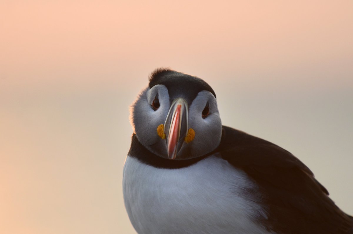 Sometimes you just gotta see some puffins. Our wonderful Dr  @AnnetteFayet brightens up our timelines with feel-good-footage: her  #OnePuffinADay post is not to be missed - go give her feed a follow! These stunning photos are by Tony Einfeldt and Tycho Anker-Nielssen 6/