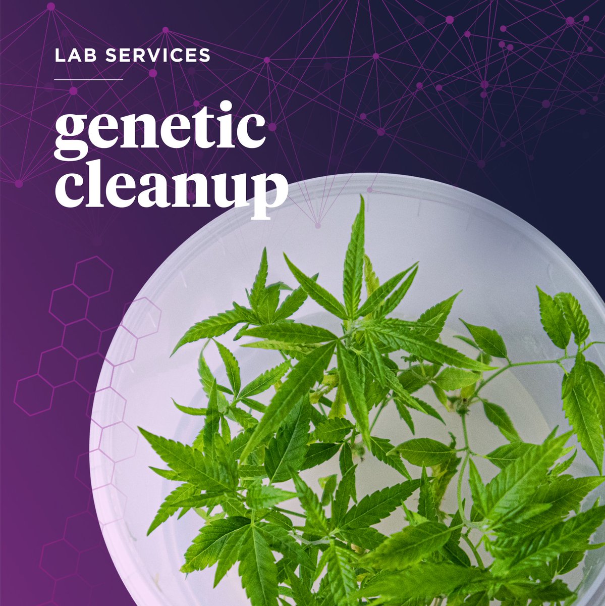 MotherLabs's tweet image. Things happen...

Let Mother help with our new - Genetic Cleanup Service. The @motherlabs genetic cleanup service cleans contaminated or depleted genetics and brings them back to life, by harnessing the power of tissue culture!Don’t forget to ask us about our privacy policies!
