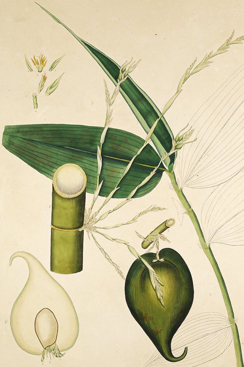 Who doesn’t love (and need!) a countdown celebration? July 2021 marks the 400th anniversary of plant sciences at Oxford  @OBGHA, and to get us in the mood we keep our eyes peeled on  @Plants400. This week we celebrate week 363 with lots of fascinating facts about: BAMBOO! 7/